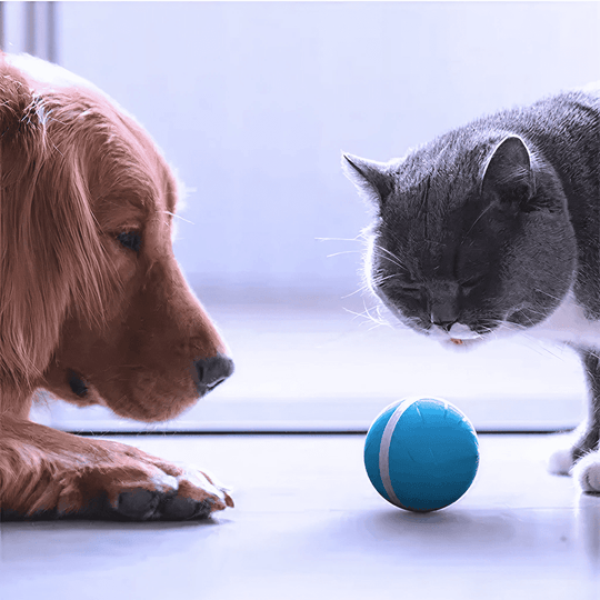 Dog Play Ball with Glow Light